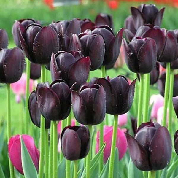 (bäst) 15 st Tulpanlökar Blomlökar Trädgård Uteplats Plantering Gör-det-själv Hem Bonsaiväxter Dekoration AA Deep Purple