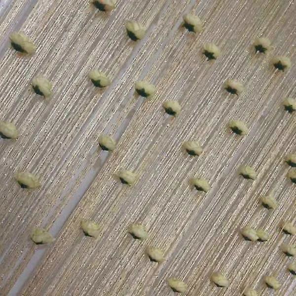 Rosblomma Linjegardin Dörrgardin Vardagsrum Sovrum Partition Entrégardin Sänggardin Bröllopsbakgrundsgardin beige 1pc