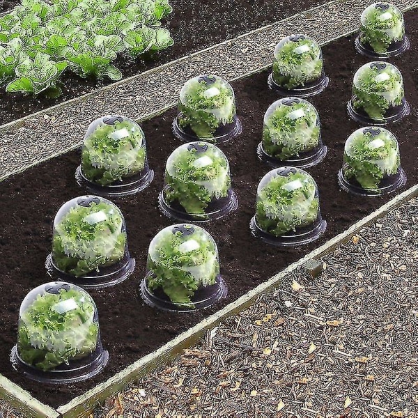 Salad Bell X12 Skyddande växthus för växter