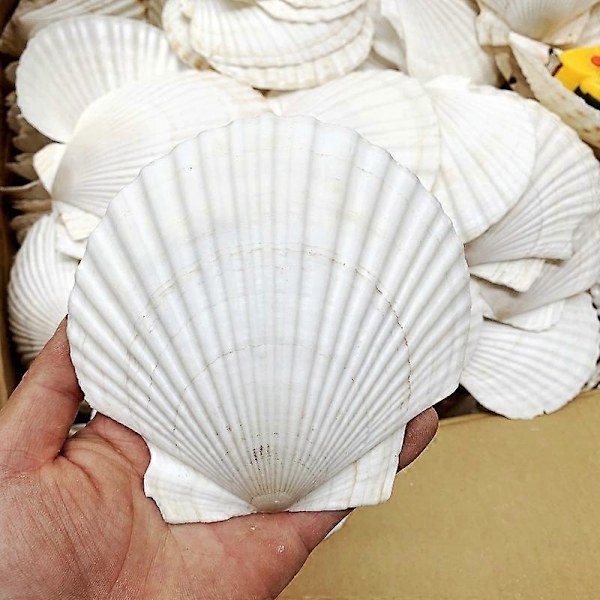 10 stk. naturlige kammuslingskaller 12 cm hvide store muslingeskaller kammuslingskaller til havfrue strand bryllup hjem DIY håndværk dekor