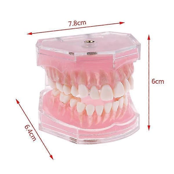 Dental Ortodontisk Typodont Plast Standard Modell 4004 Med 28 Utskiftbare Tenner