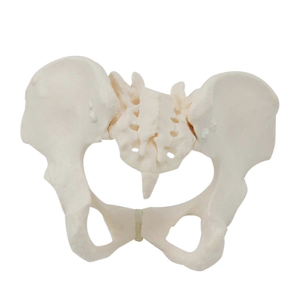 1:1 Naaraspuolinen lantion malli, luonnollisen kokoinen naisen lantion luurankomalli, anatomiamalli, joka on yhteensopiva luonnontieteellisen koulutuksen kanssa White