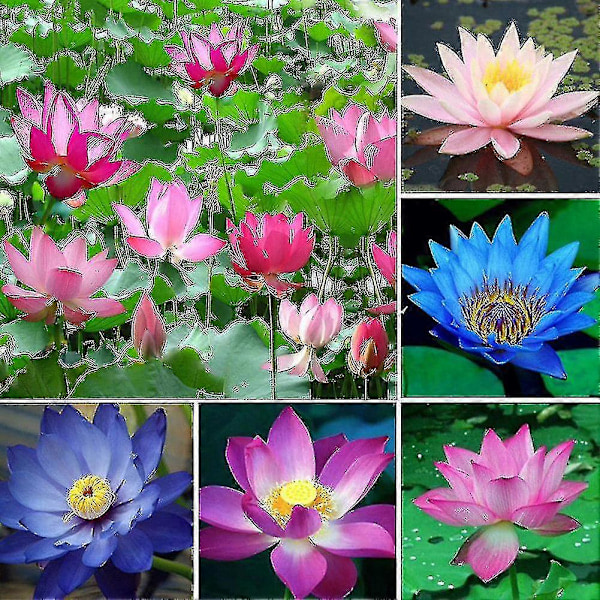 10 stk. Åkande Plante Skål Dam Hjem Have R-Min pink