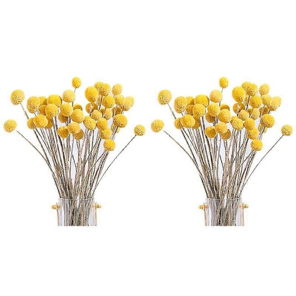 CASA 80 stk. Tørrede Craspedia Blomster Tørrede Billy Button Kugler Blomster, Tørret Blomsterbuket til Arrangement
