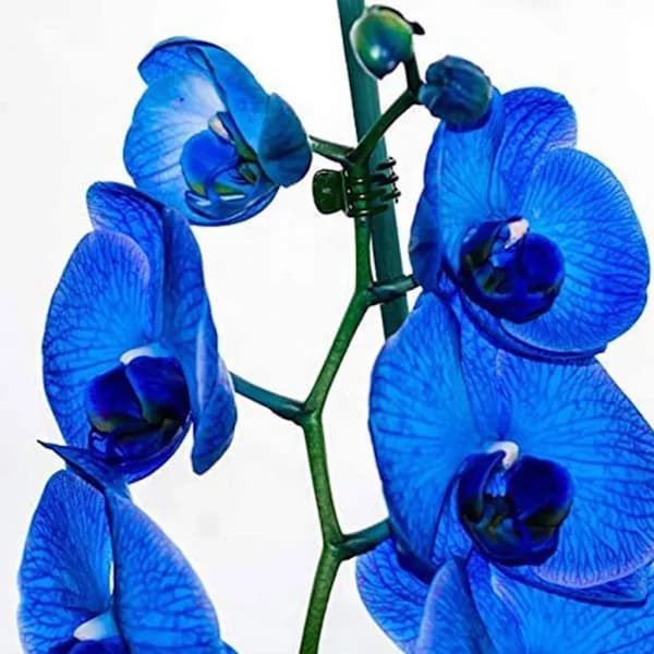 Växtstöd och växtklämmor 30 cm växtpinnar, gröna blompinnar för hemträdgård klätterväxter förlängning av växtstöd