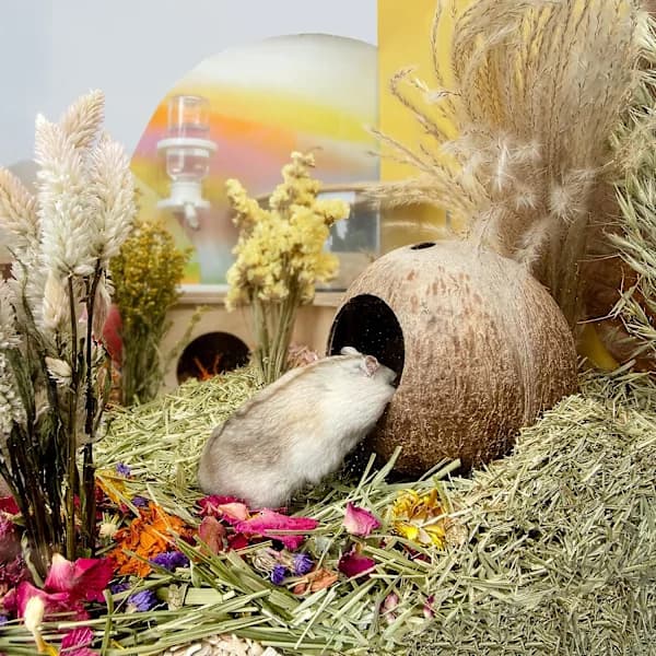 Coco Hut Hamsterhus Seng til Gerbiler Mus Smådyrsbur Hab