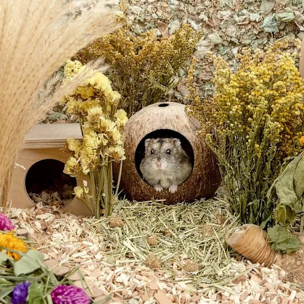 Coco Hut Hamsterhus Seng til Gerbiler Mus Smådyrsbur Hab