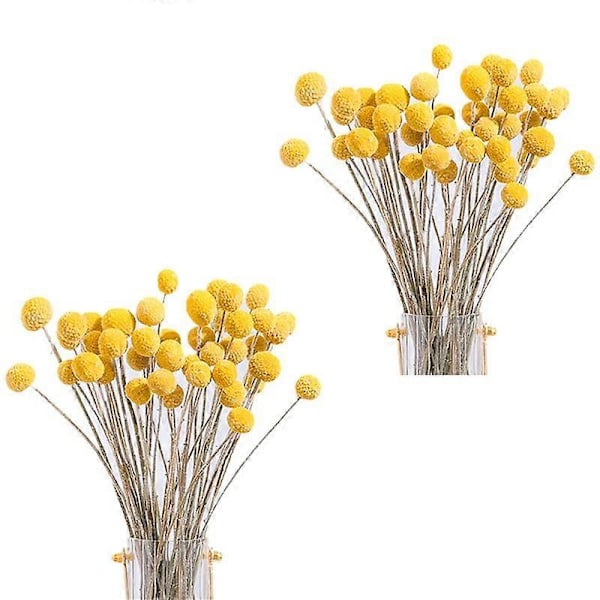 CASA 80 stk. Tørrede Craspedia Blomster Tørrede Billy Button Kugler Blomster, Tørret Blomsterbuket til Arrangement