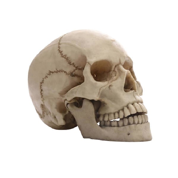 CASA Ihmisen Pääkallo Patsas Kodin Sisustukseen Hartsi Figuriinit Halloween Sisustus Veistos Lääketieteellinen Opetus S