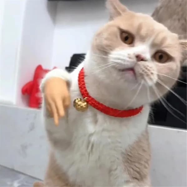 {ca}Minihænder til katte, små hænder til katte krydsede, små foldede hænder til kattepoter