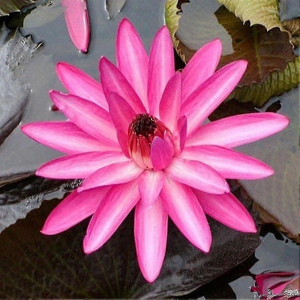 10 stk. Nøkkerose Plante Skål Dam Hjem Hage R-Min rosa