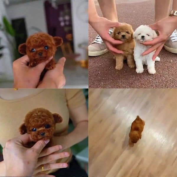 Interactive Robot Puppy Toy, Mini, Walks and Barks, Soft and Cute