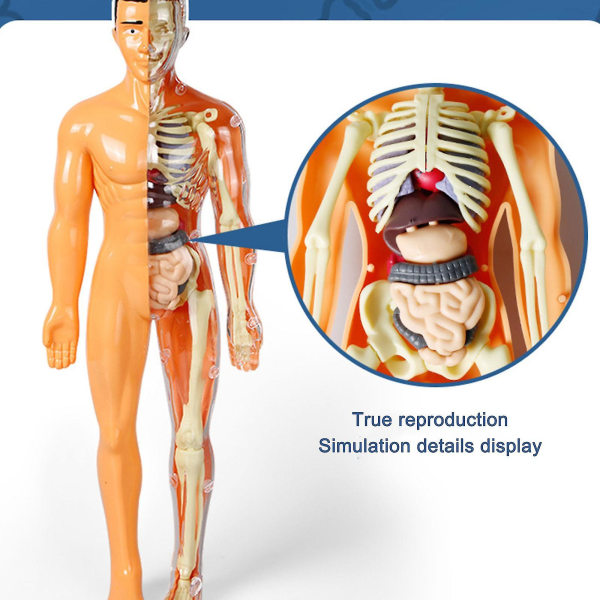 3D menneskekropp torso modell for barn anatomi modell skjelett DIY leketøy pedagogisk - Jxlgv
