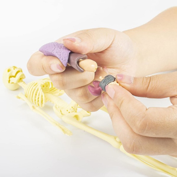 3D Ihmiskehon anatomia Malli Lapset Muovi tee itse luuranko lelu Tiede Varhaisoppimisen apuvälineet Koulutus