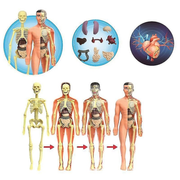 3d Menneskelig krop Anatomi Model Børn Plast gør-det-selv skelet Legetøj Videnskab Tidlig læringshjælp Uddannelse