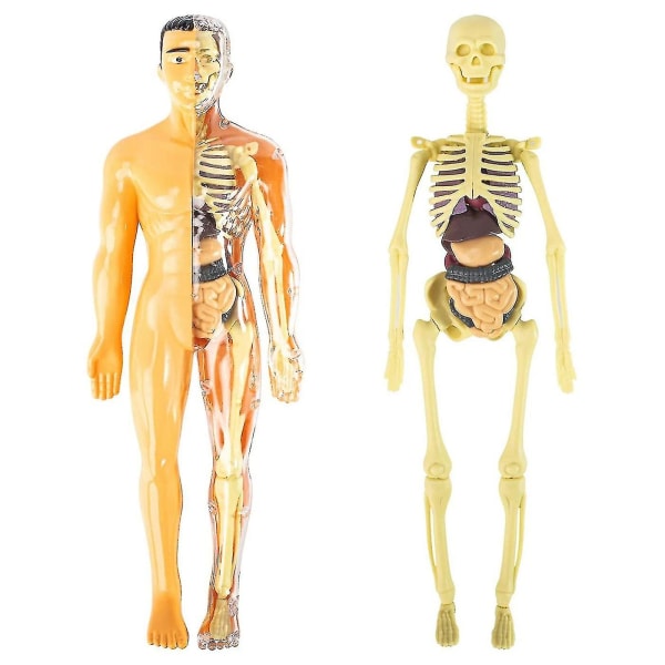 3d Menneskekropp Anatomi Modell Barn Plast Gjør-det-selv Skjelett Leketøy Vitenskap Tidlig læringshjelp Utdanning