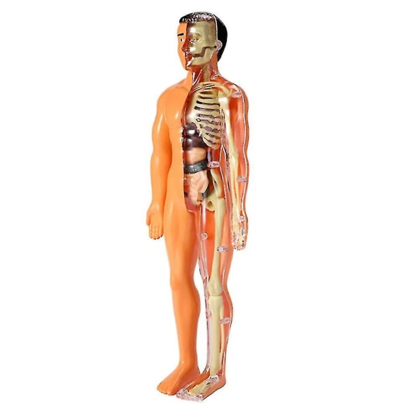 3d Menneskelig krop Anatomi Model Børn Plast gør-det-selv skelet Legetøj Videnskab Tidlig læringshjælp Uddannelse