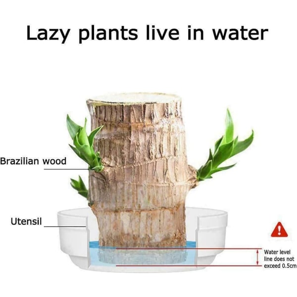 Mini Brasilien Lyckliga Trä, Hydroponisk Trädstubbe Skrivbord Växter Inomhus Kontor Skrivbord Växt för att Rena Inomhusluft [LGL] Monk - Random