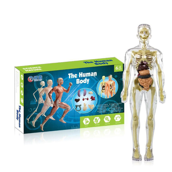 3d menneskekroppskroppsmodell for barn Anatomimodell skjelett, 100 % ny