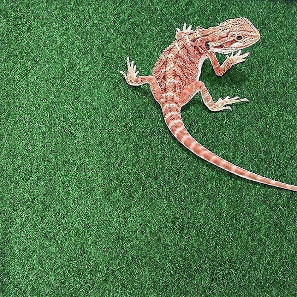Reptil Terrarium Bundmåtte - Fugtabsorberende Substrat til Firben, Slanger, Frøer, Skildpadder, Kæledyrshabitater - Ikke-Giftig, Let at Rengøre LGL grey 15.75inch X 15.75inch
