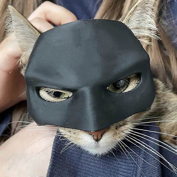 Halloween Söta Husdjurskläder Bat Cat Mask Kostym Cosplay Ny Cool Hero Räddar Världen Fest