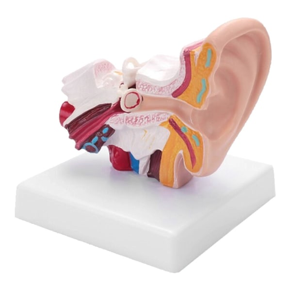 Menneskeøre Anatomimodell 1,5 Ganger Forstørret PVC Anatomisk Øremodell for Læringsdisplay Forskning LGL