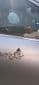 Perhoskukka-autotarra - Musta - Pinkki - 2 kappaletta