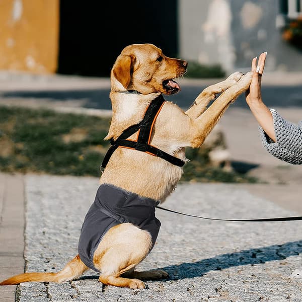 3 stk. hundehygiejnebleer - sort størrelse L