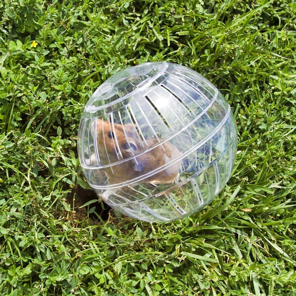 Hamsterløpeball - 14,5 cm hvit vanlig