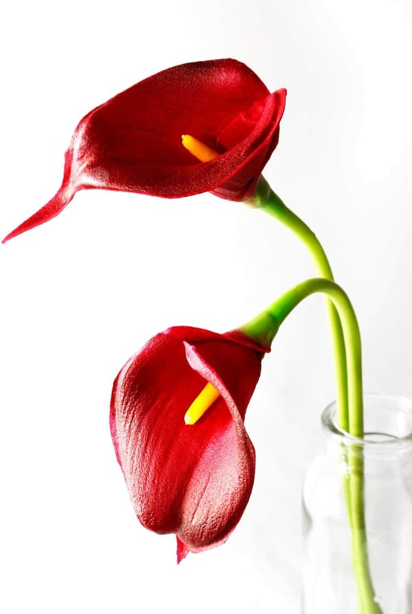 20 stk. simuleret Calla Lilje - Vinrød
