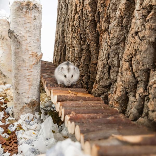 2 stk Hamsterleker - Medium + Liten