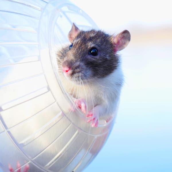 Hamsterløpeball - 14,5 cm hvit vanlig