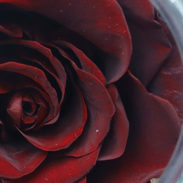 Bevarade äkta rosor med färgglad humörljusönskeflaska, evig ros, aldrig
