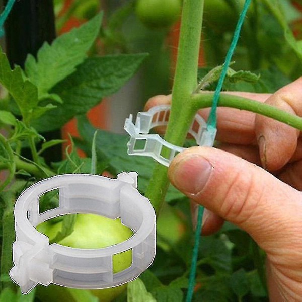 50st Trellis Tomat Clips Supports Connects Plants Grönsak Fa