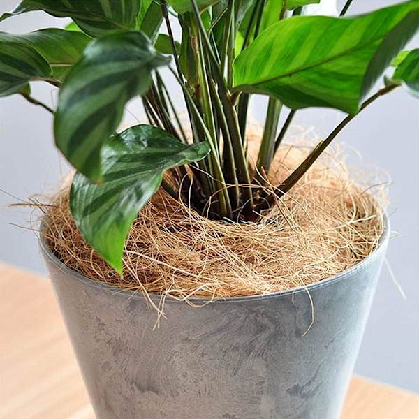 Bomaterial Naturlig kokosfiber Bird Nest Material Kokosnöt