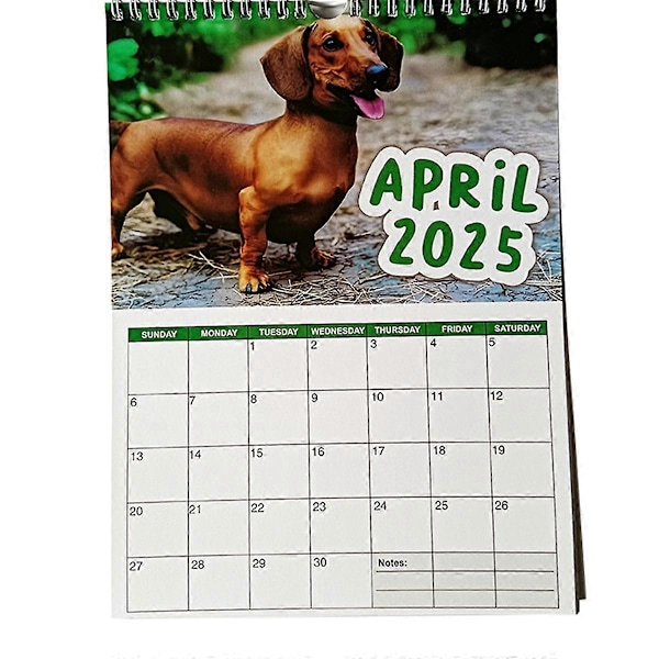 Cheeky Dachshunds - 2025 Väggkalender Nyårsgåvor Present Väggkalender Pappersväggdekor Tidsplaneringsväggkalender