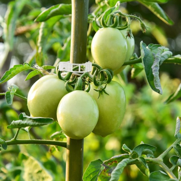100 stycken tomatväxtklämmor, klätterklämmor, trädgårdsplastklämmor