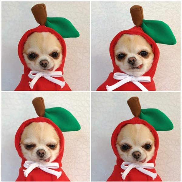 Hundtröja, tröja för små hundar Chihuahua kläder, , XS