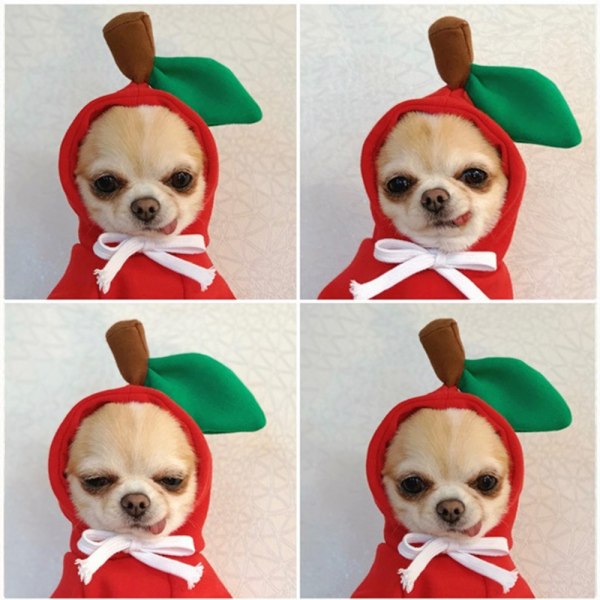 Hundtröja, tröja för små hundar Chihuahua kläder, , stil M