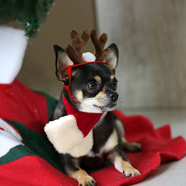 Sæt - lille hundekatte sømandskostume, halloweenhekshat, sæt, julehornbånd med tørklæde, nytårsdragt til kæledyr