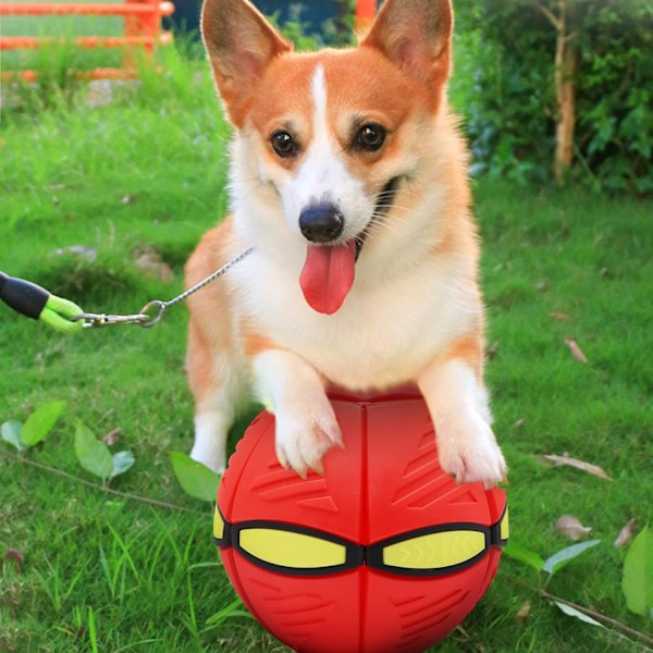 Lemmikkieläinten lelu lentävä lautanen pallo, koiran kiekko pallo, taika koira frisbee muodonmuutos pallo, interaktiivinen lentävä pallo koirille, lemmikkieläinten koiran lelu frisbee koiran lelu,