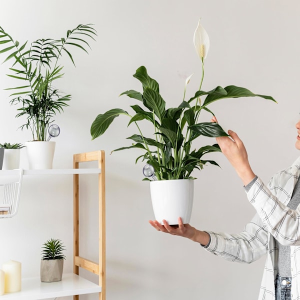 Sæt med selvvandende planteglober, selvvandende systemspyd, automatiske plantevandingskugler, havevandingsanordning til indendørs og udendørs (8 store og 6 små) 8Large+6Small