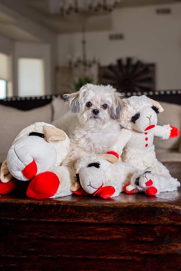 Pehmeä koiranlelu, Lambchop, 10\" Normaali, Valkoinen, Suuri
