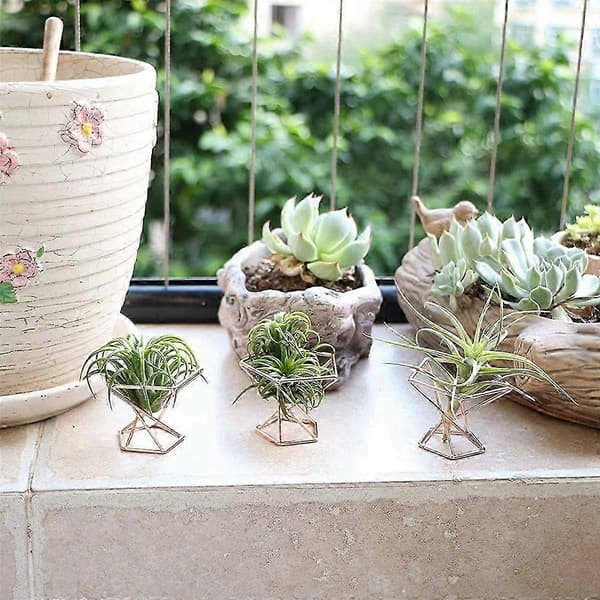 Förpackning med 10 Luftväxtshållare Tillandsia Display Luftrenande Växtbehållare Luft F