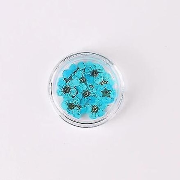 Himmelblå farverige naturlige tørrede blomster til neglekunstdekorationer