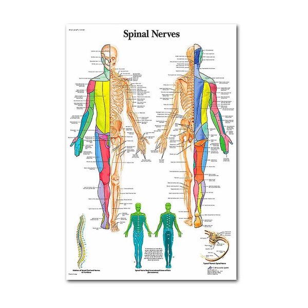 Anatomisk affisch för muskel- och skelettsystemet - mänskligt skelett och muskelanatomi - enkelsidig 19" X 27" (9）