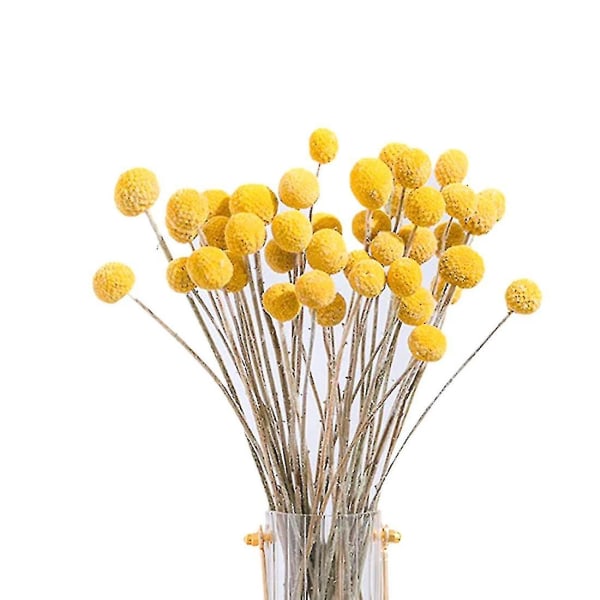 40 kpl kuivattuja Craspedia-kukkia Kuivatut Billy Button -pallot -kukat, kuivattu kukkakimppu asettelua varten