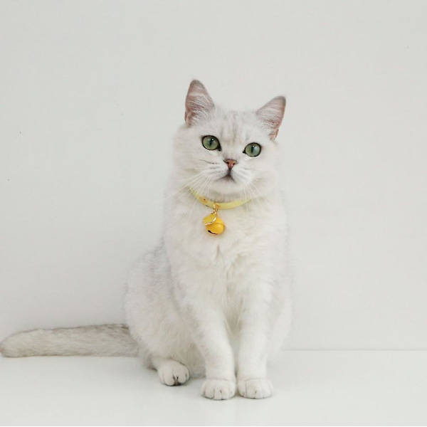 Katt leksaker, Multifunktionella katt leksaker justerbara, Säkerhetsspänne Multifunktionella, Ljusa färger Kombinera med din katt med en interaktiv lekpresent