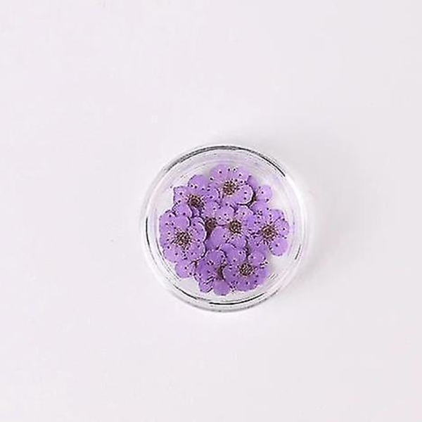Gröna färgglada naturliga torkade blommor för nagelkonstdekorationer