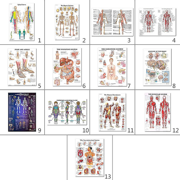 Lihas- ja luuston anatomiajuliste - Ihmisen luuranko ja lihasten anatomia - Yksipuolinen 19\" X 27\"（9）